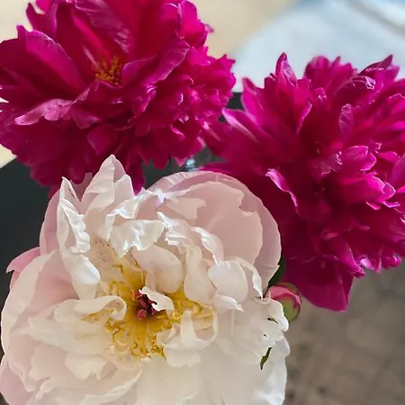 Adria Daire Velden am Wörthersee